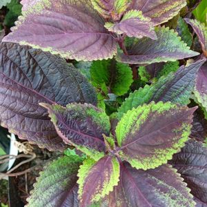 Coleus Beautiful Colours