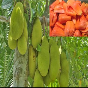 Jackfruit Live Plant