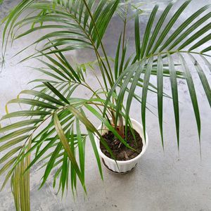 Areca Palm 500