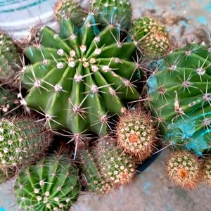 Beautiful Cactus Live Plant