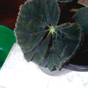 Begonia Plant Pot