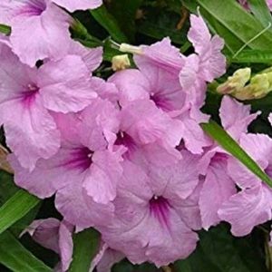 Mexican Petunia Live Plant