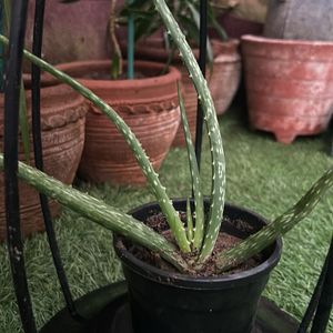 1 Pc Aloe Vera baby Plant In 4" Nursery Pot