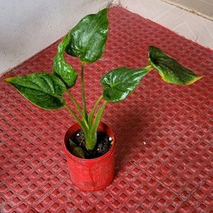 Alocasia cucullata (Elephant Ear) Plant & Pot