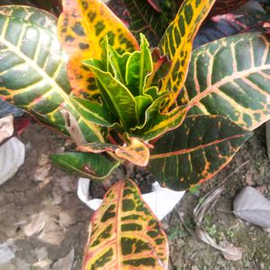 Garden Fire Croton With Healthy Root