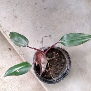 Indoor And Outdoor Plants