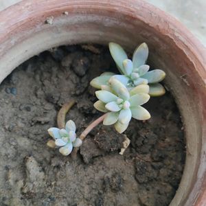 California sunset succulents(Graptosedum Francesco