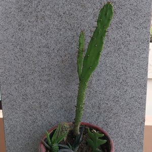 🥰😍Real Mix Cactus 🌵 Variety Plant