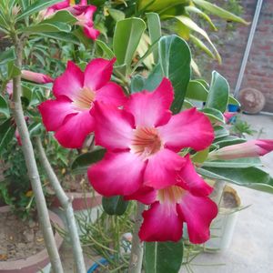 Adenium Plant