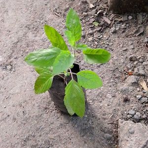 Tulsi Plant