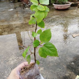 Red Flower Plant