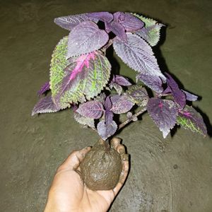 Coleus