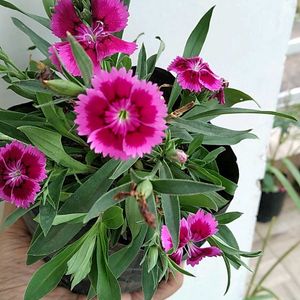 Chinese Pink Live Plant