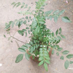 Curry Leaves Healthy Plant With Root