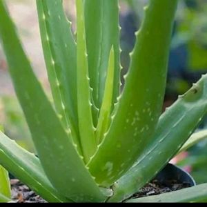 Fresh Aloevera Plants New Along With Pot