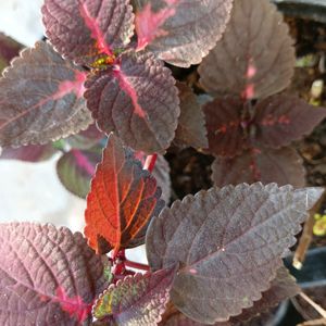 Coleus Live Plant