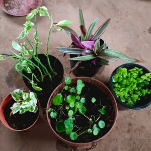 5 Plants Combo