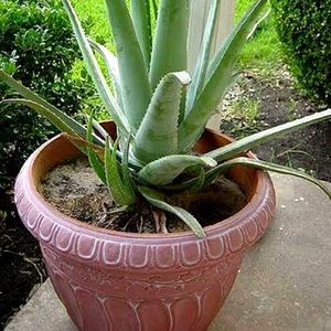 Aloe Vera Plants 🌵