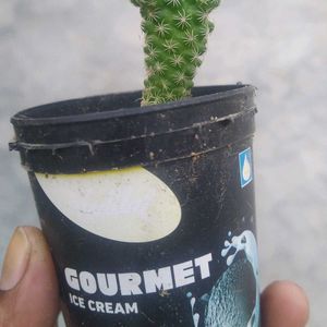 Rare And Expensive Cactus Plant