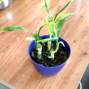 Bamboo Sapling  🌱 In Pot