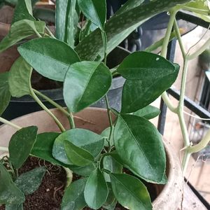 Lemon Small Health Plant