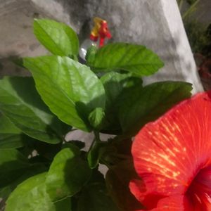 Golden Flame Taiwan Hibiscus Big Size Flower Plant