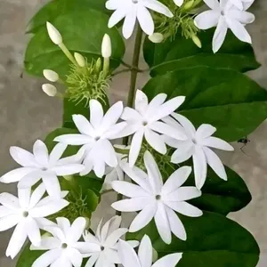 Start Jesmin Kunjo Flower Plant