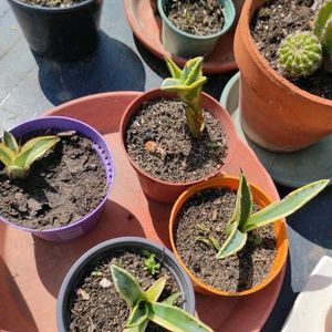 2 Combo Beby Agave Plant Sale