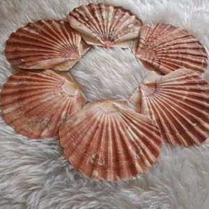 Scallops Shell