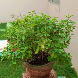 Tulsi Rooted Plant