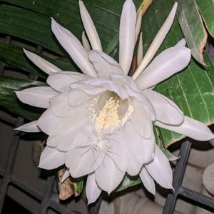 Rooted Brahmakamal Plant