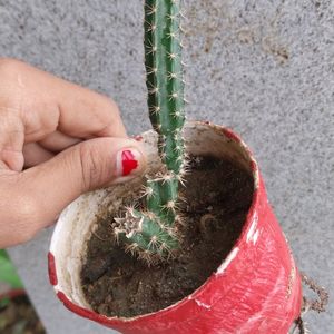 Beautiful 😍 Table Cactus 🌵