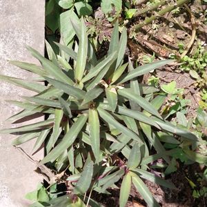 Purple Oyester Plant