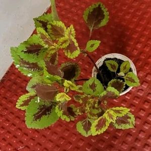 Set 2 Arrowhead & Coleus Plants & Pot