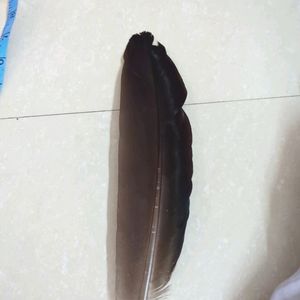 Black Crow Feather