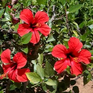 hibiscus Gudhal Plant Fool