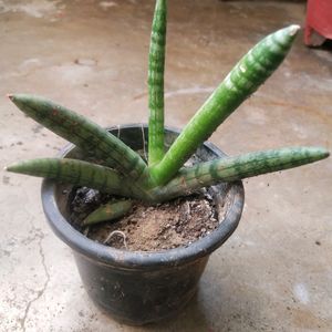 Rare Cylendrical Dracaena Angolensis Plant