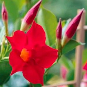 Combo Of 2 Color Mandevilla Flowering Plant