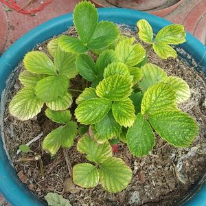 Strawberry Plant Live