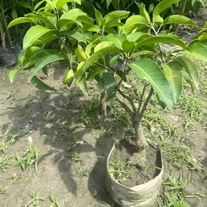 Amrapali Mango Tree