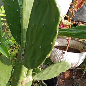 healthy cactus and gold lining Sensevieria Plant