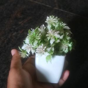 Home Decor Green Plant