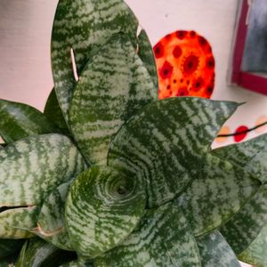 Snake plant - Air Purifier And Oxygen Enriching