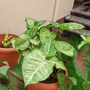 Plant - Syngonium.Green N White Variety