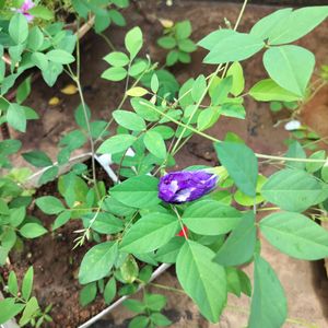 Double Petal Blue Aprajita Plant