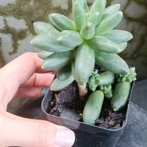 Little Jewel Succulent