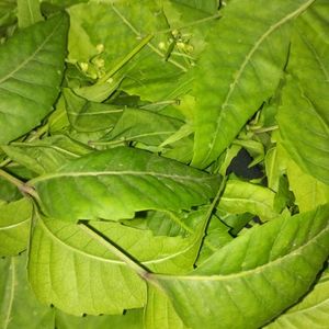 Neem Leaves