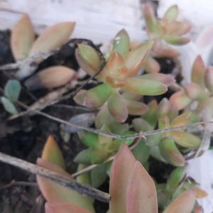 Beautiful Succulent Yellow Sedum