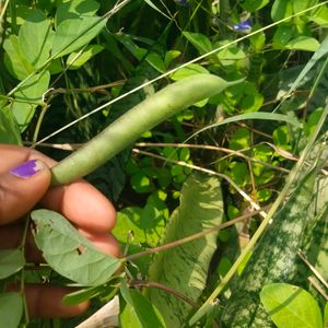 Aprajita Seeds