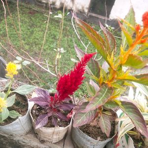 Combo Of 3 Celosia Pulmosa Forest Fire Cocks Comb